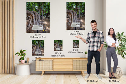 The Lahaina Banyan Tree: Hawaii's Historical Tree Photography Maui Wall Art Hawaii