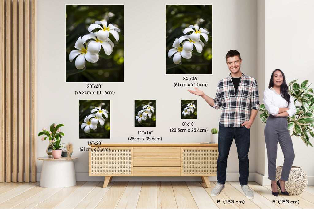 Island Elegance: Hawaiian White Plumeria Flower Photography Wall Art Nature Print