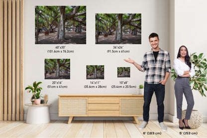 Lahaina Banyan Tree Print - Maui Wall Art | Hawaii Nature Decor Canvas