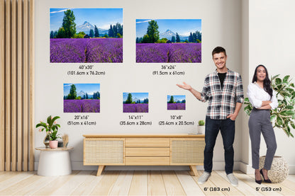 Mt Hood Lavender Field Print: Oregon Landscape Photography