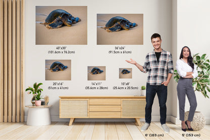Turtle Serenity: Maui Hawaii Sea Turtle Photography Wall Art Ocean Wildlife Canvas Print