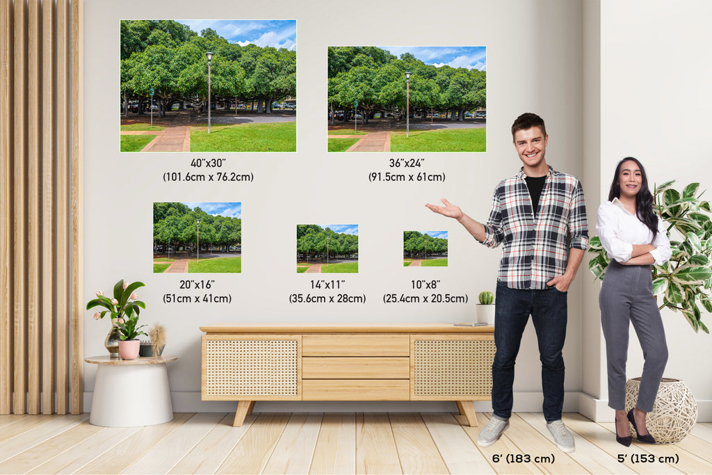 Lahaina Banyan Tree Photography: Maui Hawaii Landscape Wall Art Print