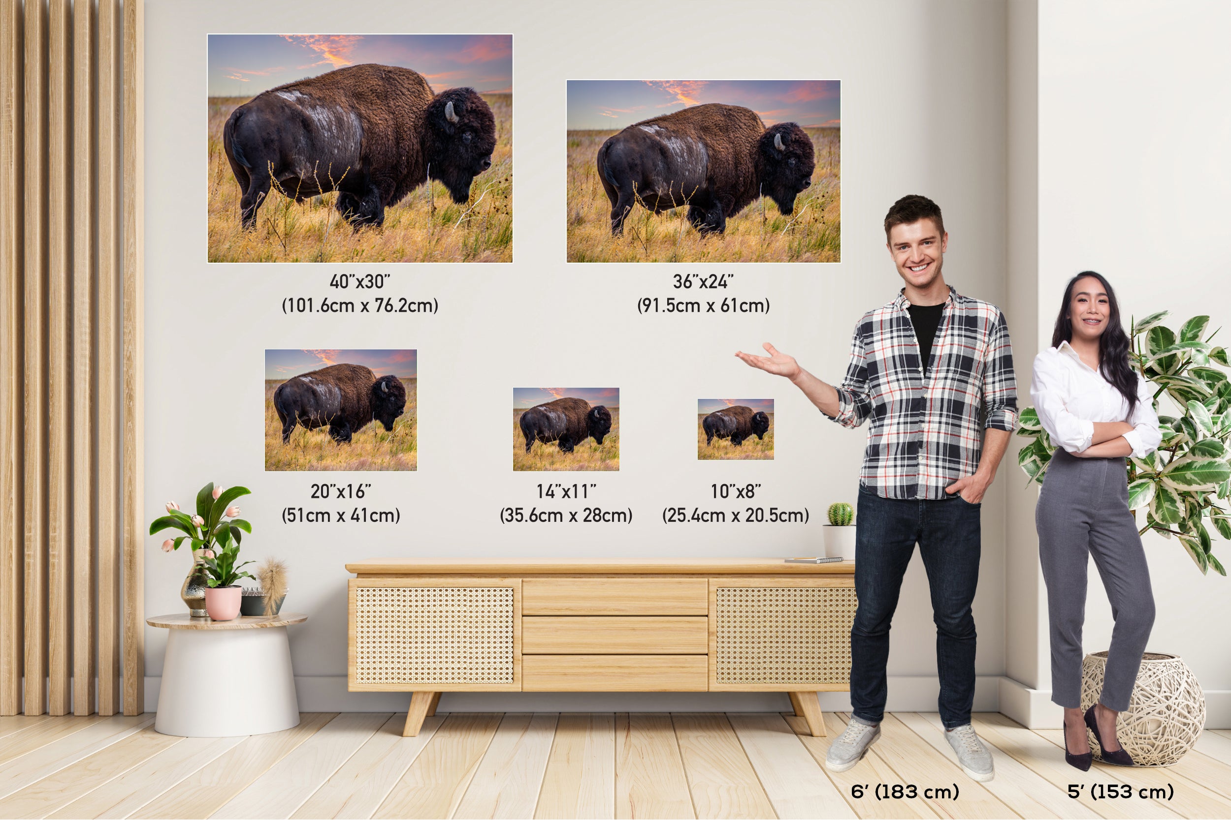 Bison Canvas Print: Antelope Island State Park Wildlife Photography