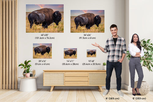 Bison Canvas Print: Antelope Island State Park Wildlife Photography