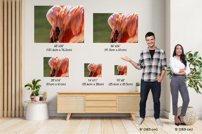 Flamingo Naptime: Wildlife and Nature Photography Pink Flamingo Bird Metal Canvas Print Flamingo Sleeping Wall Art