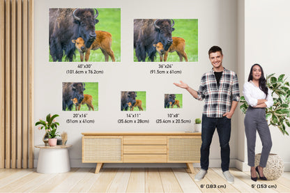 A Mother's Love: Mama and Baby Bison Western Wildlife Photography Canvas Print Animal Wall Art