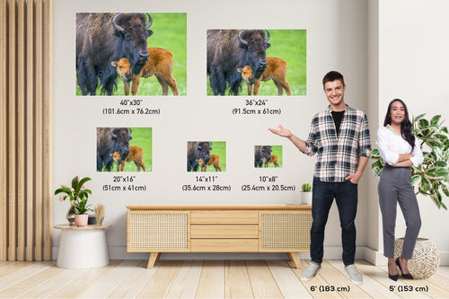 A Mother's Love: Mama and Baby Bison Western Wildlife Photography Canvas Print Animal Wall Art