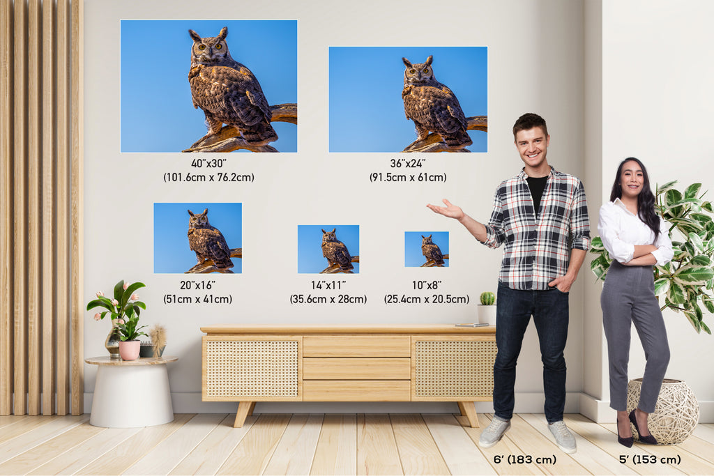 Twilight Guardian: Horned Owl On a Branch Wildlife Photography Wall Art Home Decor Metal Canvas Print