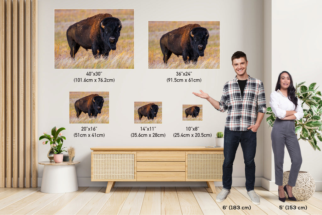 Bison Photography Print: Antelope Island State Park Wildlife Canvas Art