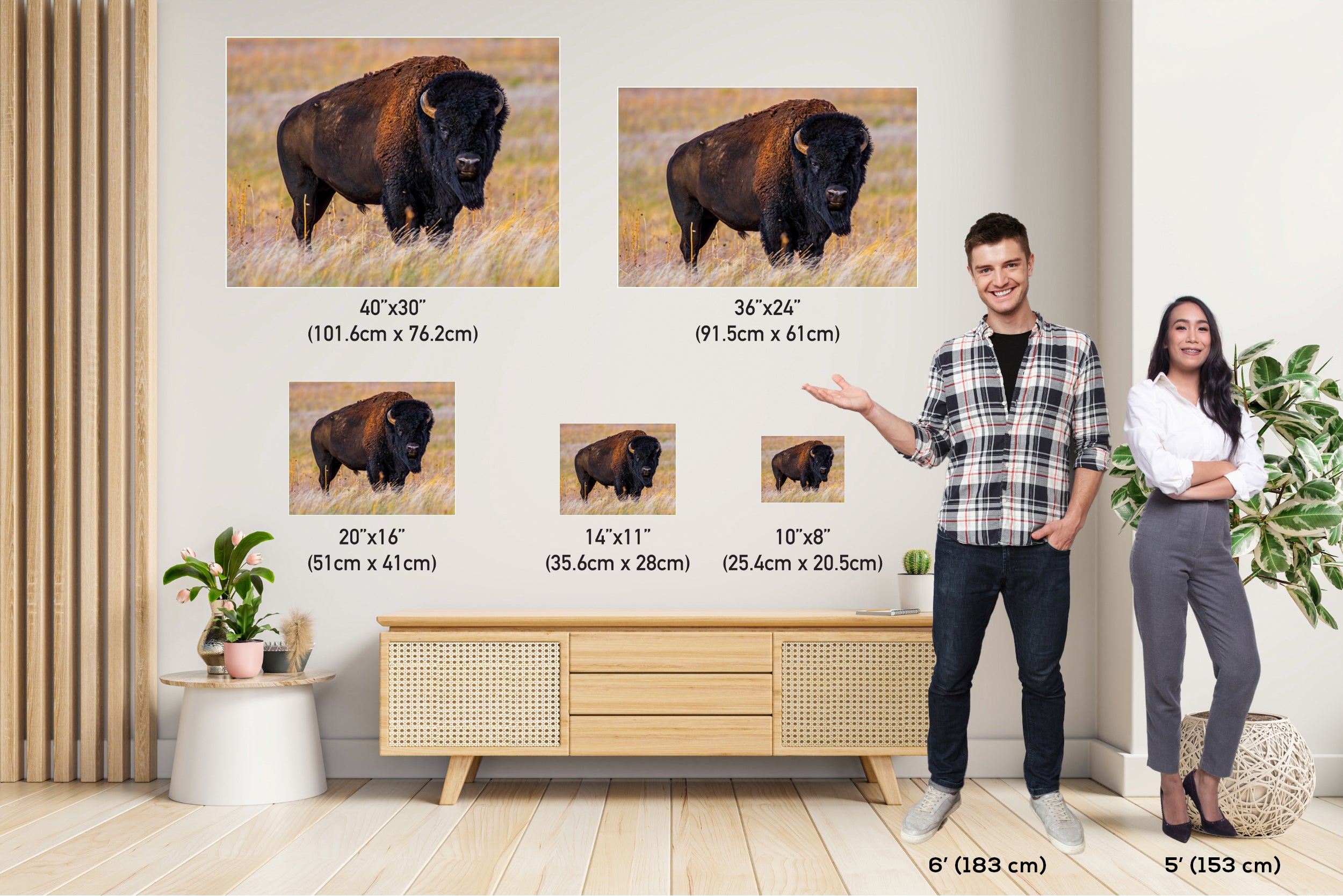 Bison Photography Print: Antelope Island State Park Wildlife Canvas Art