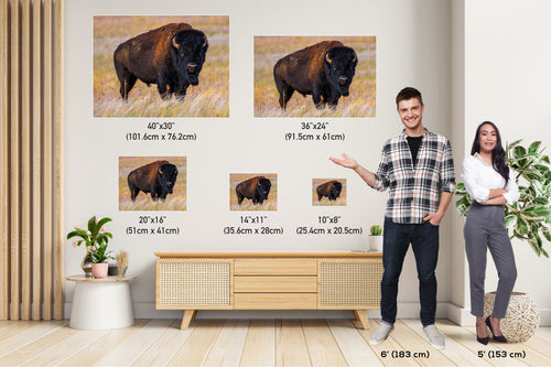 Bison Photography Print: Antelope Island State Park Wildlife Canvas Art