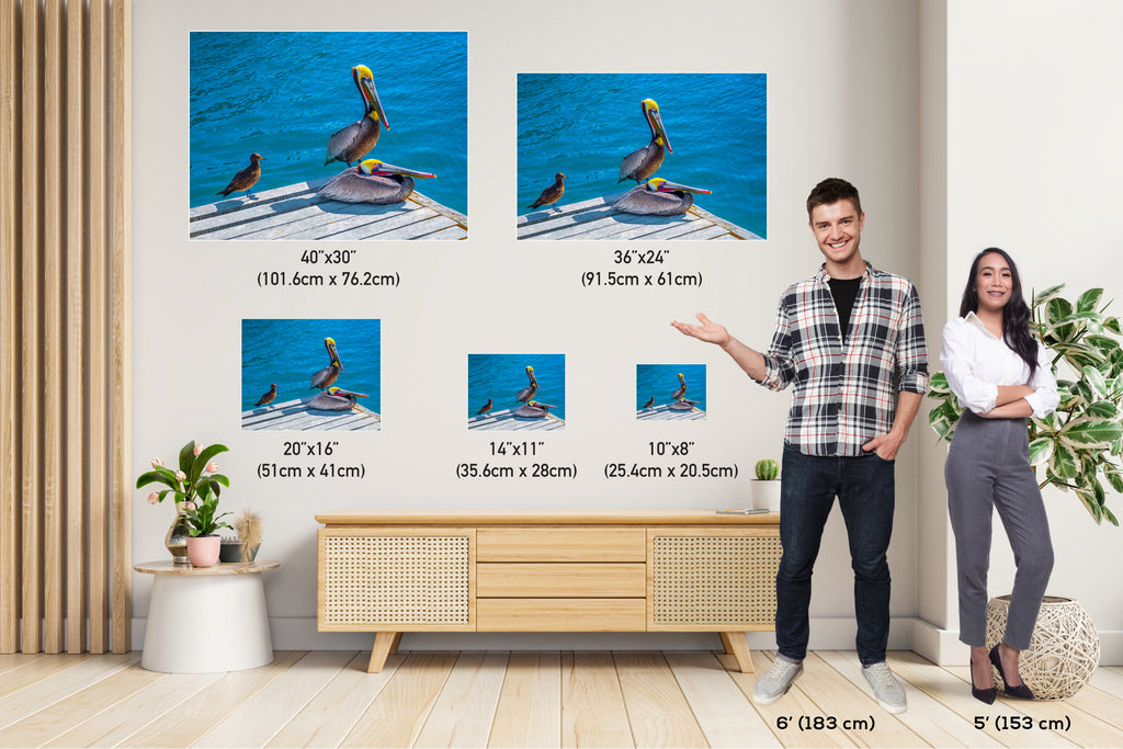 Ocean's Acrobats: Brown Pelican Wall Art Oceanside Photography Colorful Birds Canvas Print
