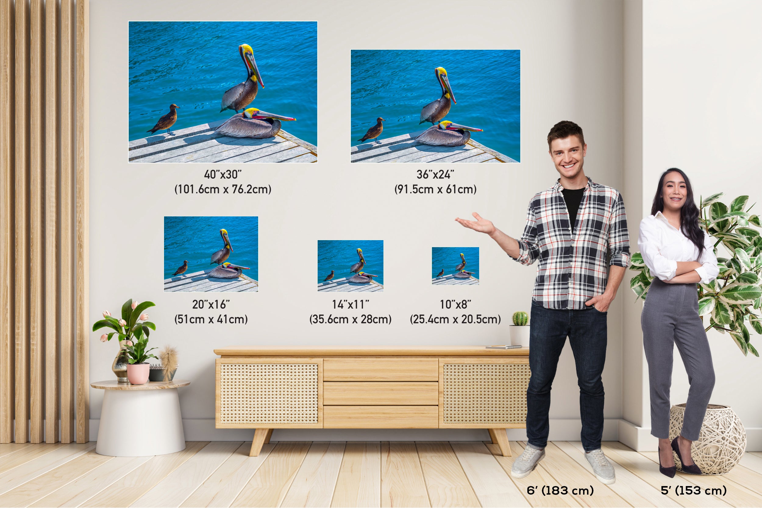 Ocean's Acrobats: Brown Pelican Wall Art Oceanside Photography Colorful Birds Canvas Print