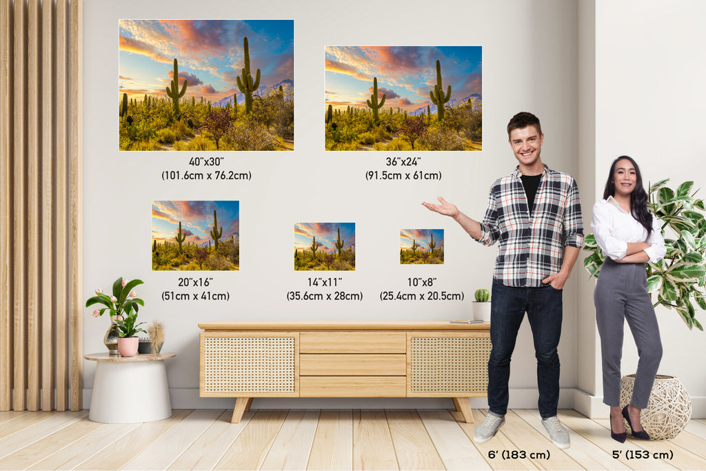 Sabino Canyon Cactus Sunset: Tucson Arizona Desert Photography Wall Art