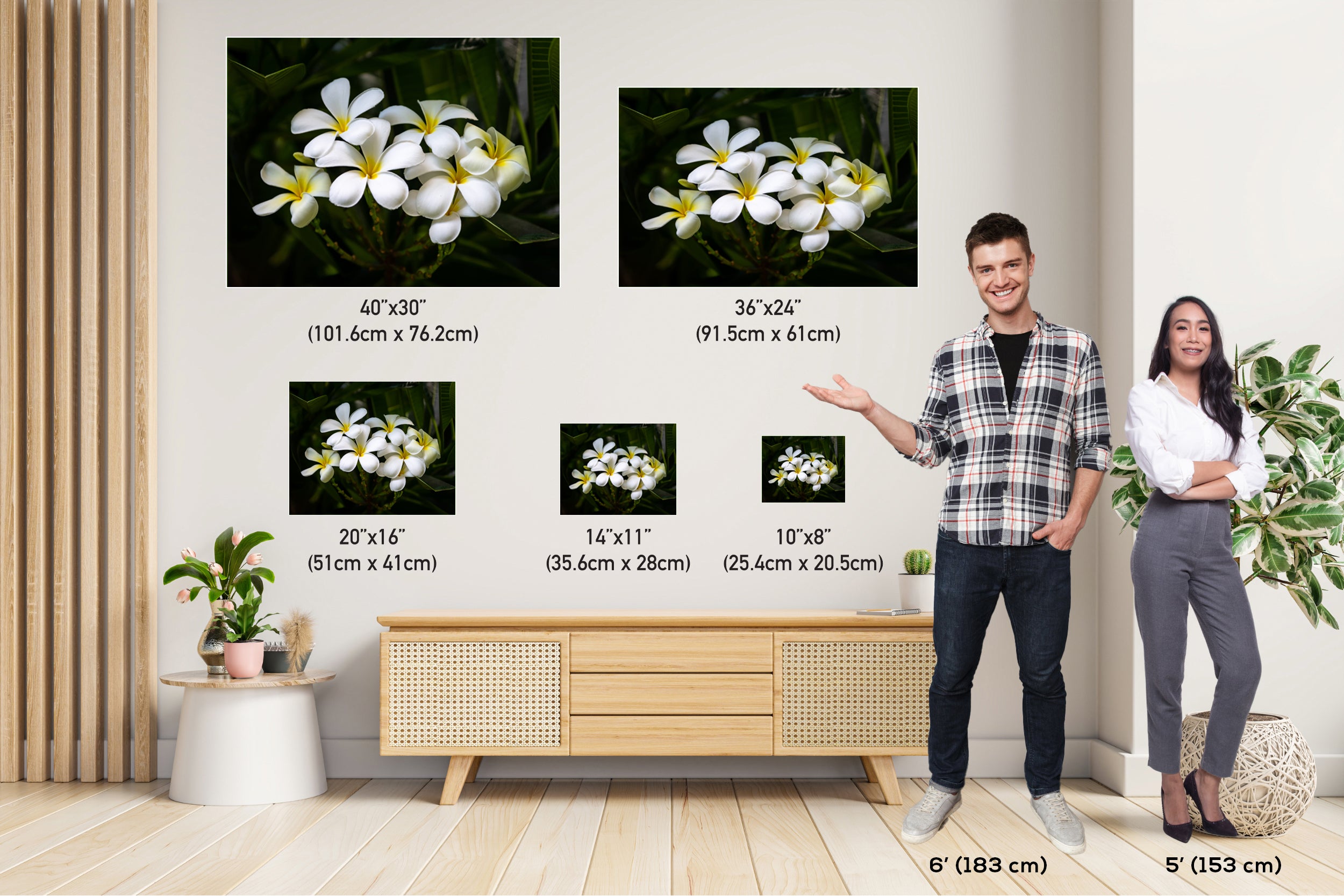 Blooms of Eternity: Hawaiian White Plumeria Flower Photography Wall Art Nature Print