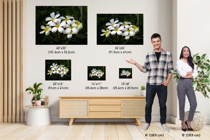 Blooms of Eternity: Hawaiian White Plumeria Flower Photography Wall Art Nature Canvas Print