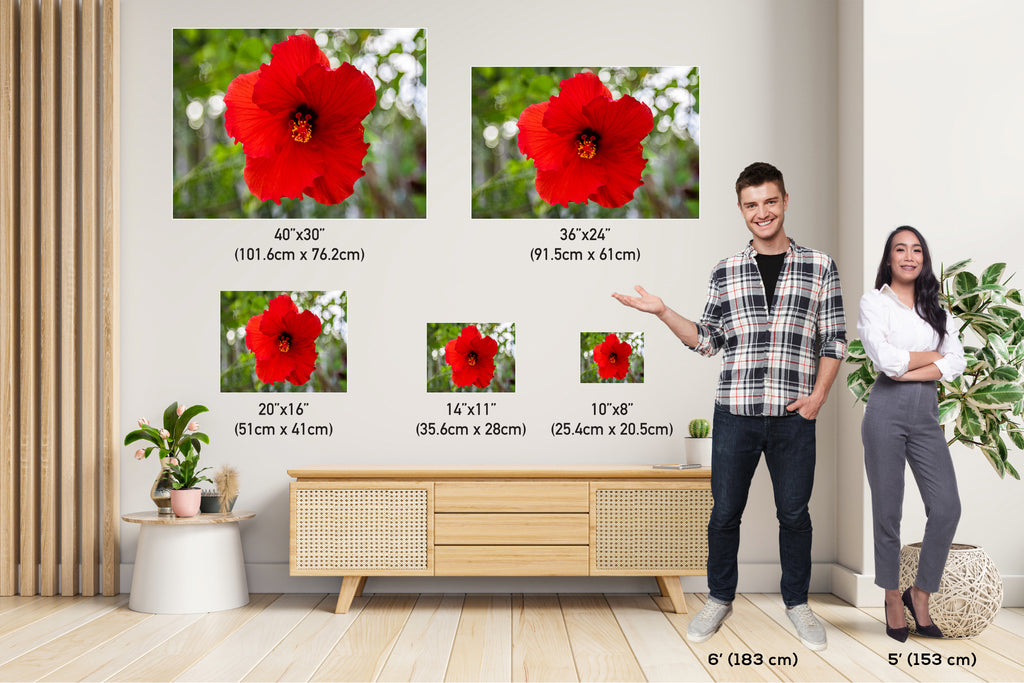 Ruby Blooms: Red Hawaiian Hibiscus Flower Photography Tropical Home Decor Wall Art Print