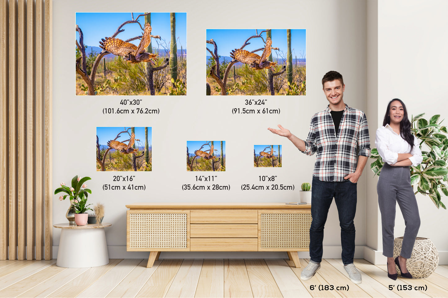 Superb Owl: Birds of Prey Wildlife Photography Nature Wall Art Sonoran Desert Owl Metal Canvas Print Arizona Landscape