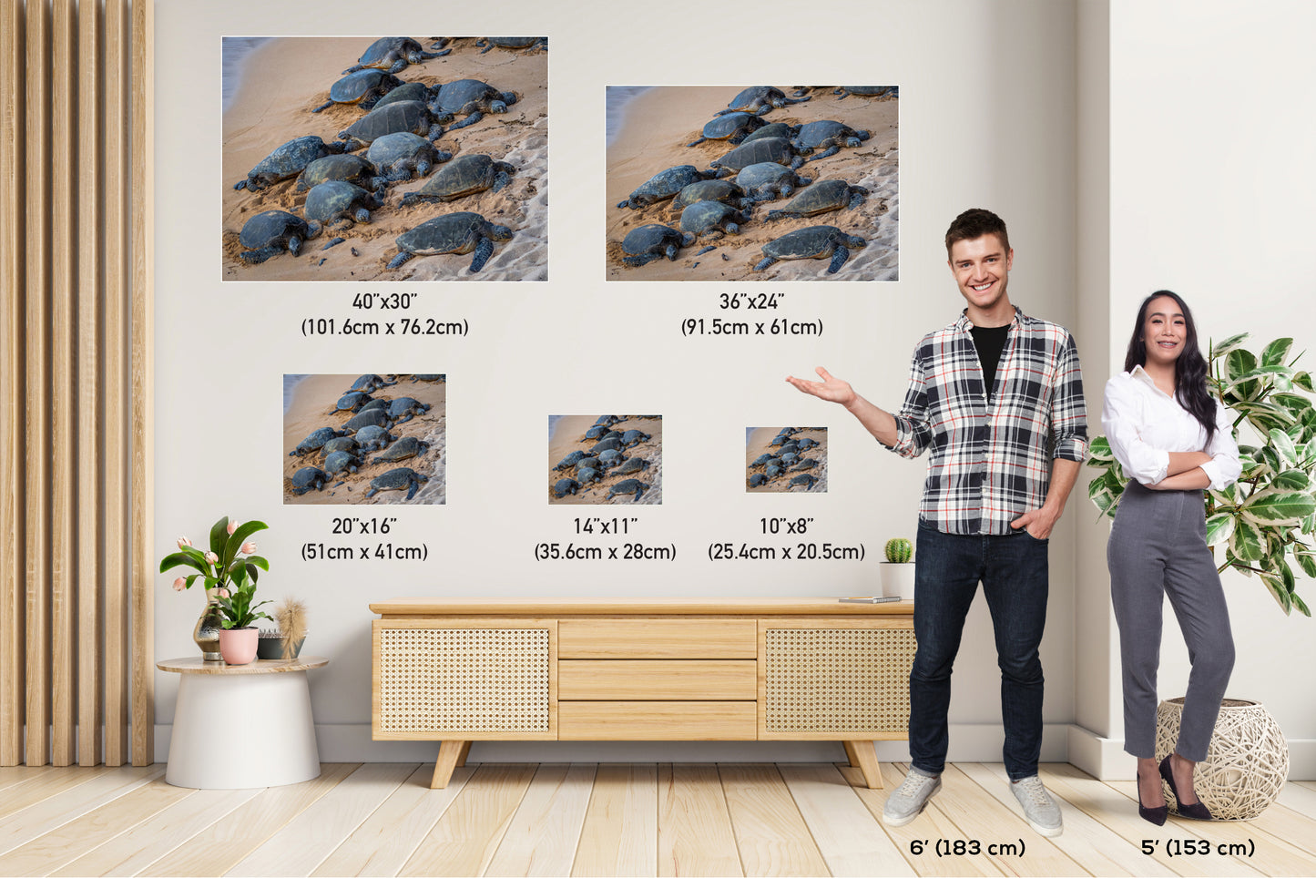 Bale of Turtles: Maui Hawaii Sea Turtles Photography Ocean Wildlife Wall Art Canvas Print