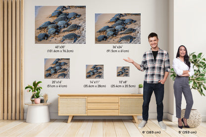 Bale of Turtles: Maui Hawaii Sea Turtles Photography Ocean Wildlife Wall Art Canvas Print