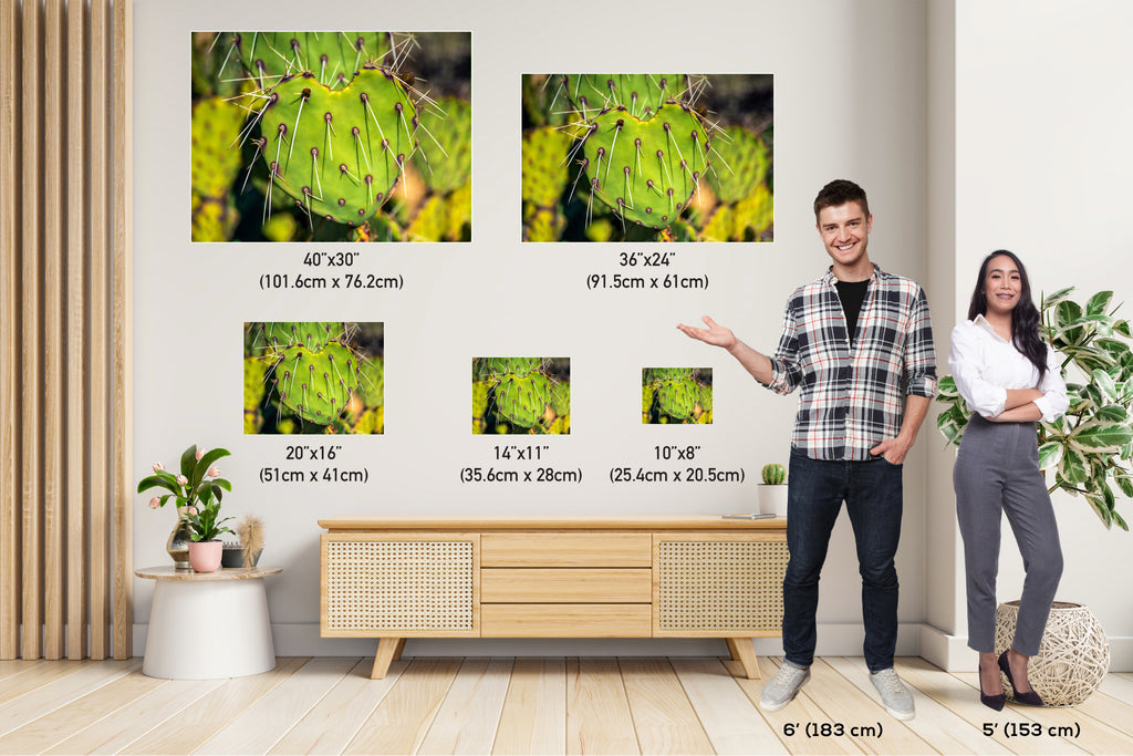 Heart Cactus: Saguaro National Park Southwestern Photography Wall Art