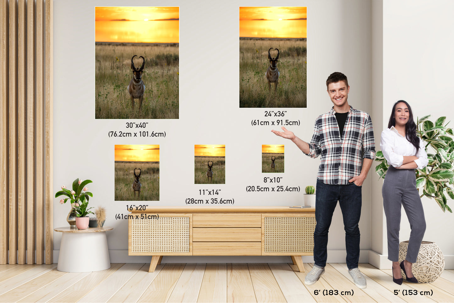 Golden Hour Grace: Pronghorn at Sunset Antelope Island National Park Wildlife Photography Wall Art