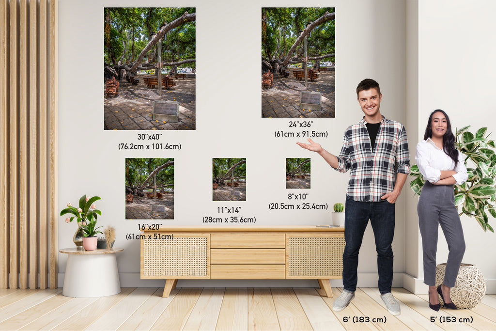 Nature's Canopy: Banyan Tree Print Wall Art Lahaina Hawaii Portrait Maui Photography