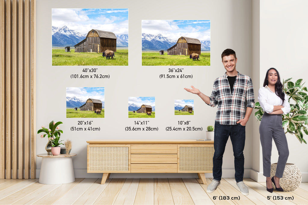 Grand Teton National Park Print: Thomas Murphy Barn, Bison, Mountain Landscape