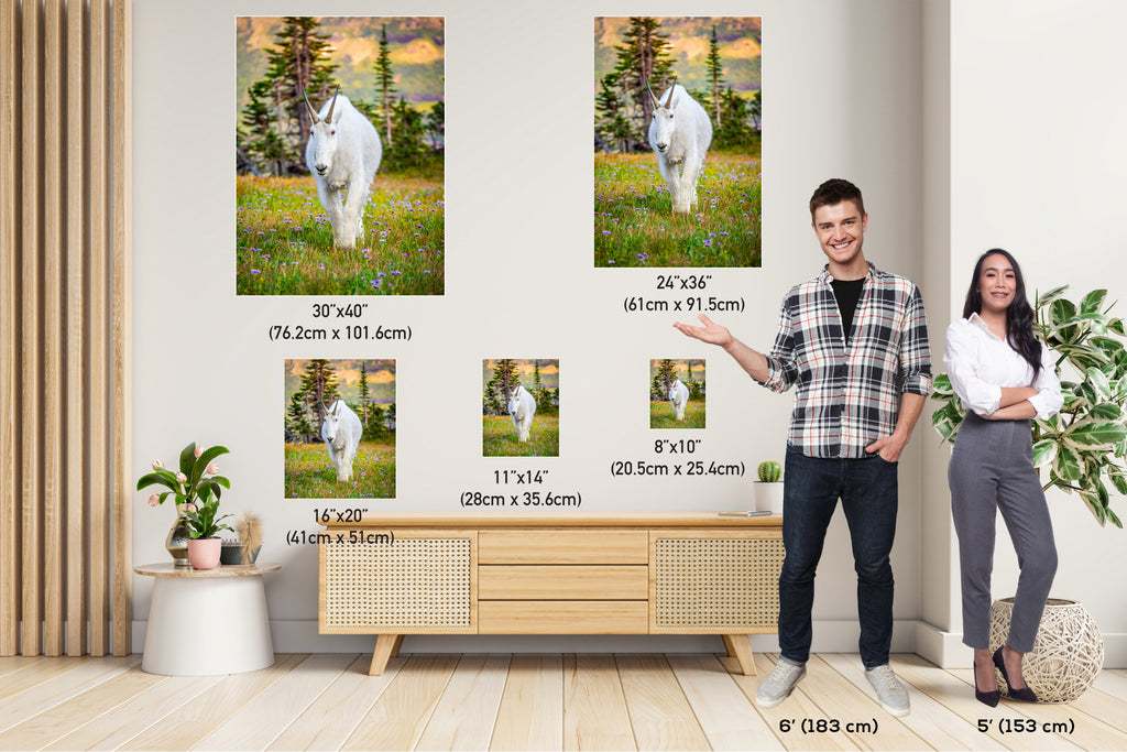 Alpine Majesty: Glacier Mountain Goat National Park Wildlife Photography Wall Art Home