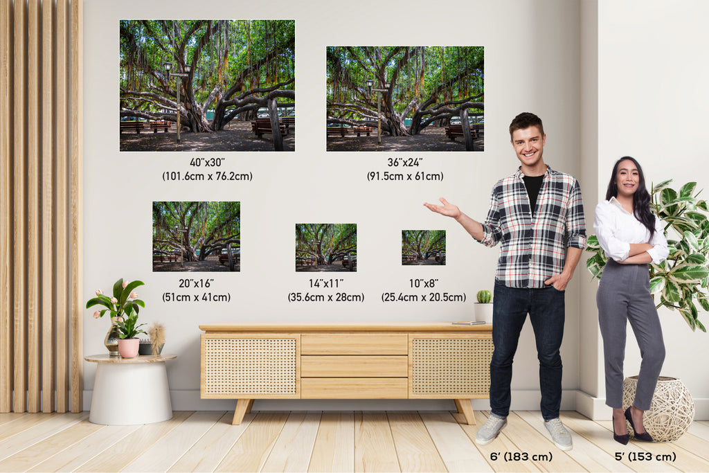 Shade of Serenity: Laihana Hawaii Banyan Tree Photography Maui Nature Print