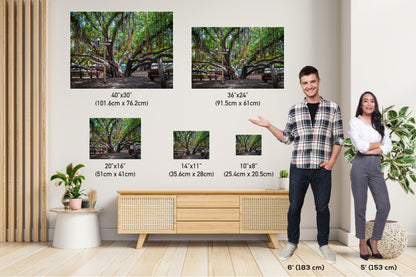 Lahaina Banyan Tree Photography - Maui Nature Canvas | Wildfire Resilience Art Print