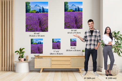 Mt Hood Lavender Field Print: Oregon Mountain Flower Photography