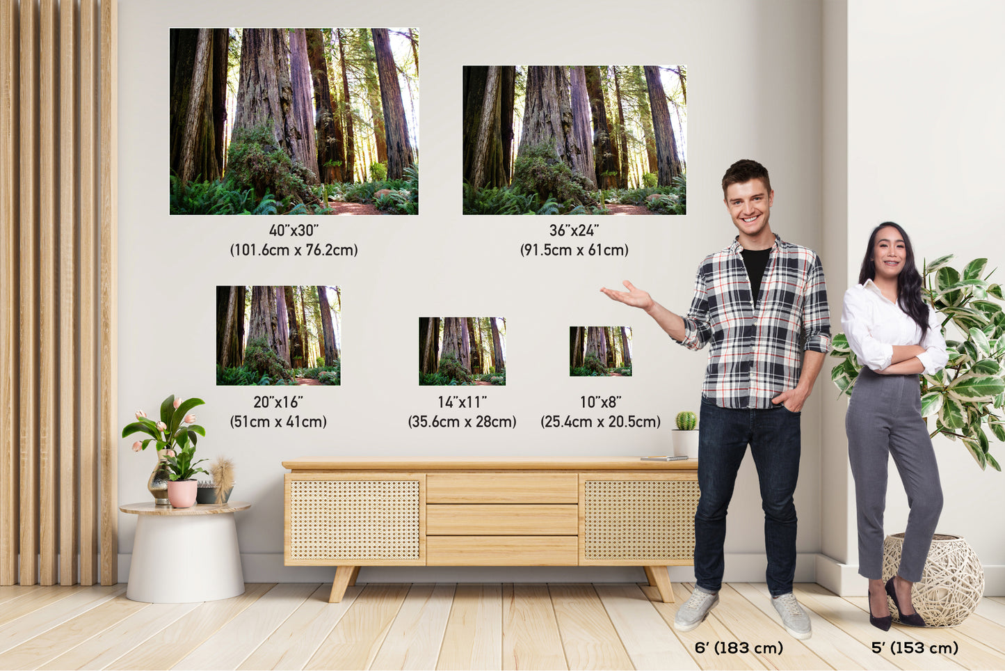 California Redwoods Wall Art - Redwood National Park Canvas Print | Giant Trees Photography