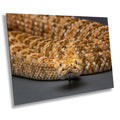 I’m Watching You: The Piercing Eyes of a Rattlesnake Wall Art Reptile Animal Metal Canvas Print