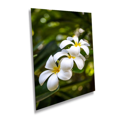 Island Elegance: Hawaiian White Plumeria Flower Photography Wall Art Nature Canvas Print