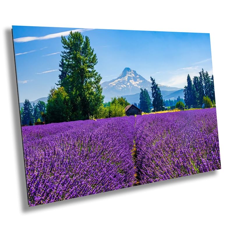 Mt Hood Lavender Field Print: Oregon Landscape Photography