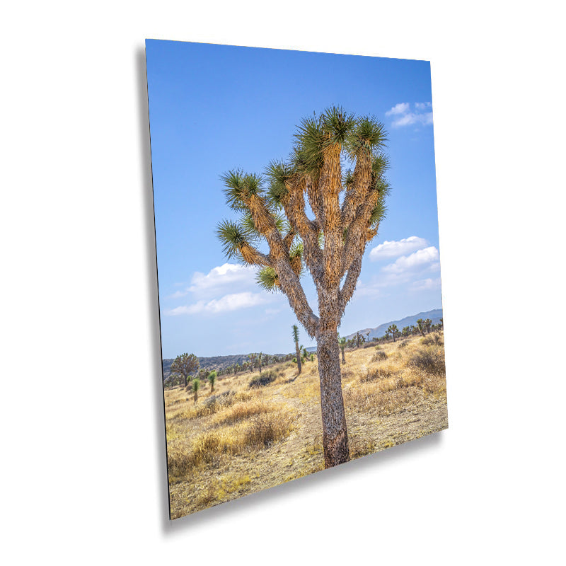 Joshua Tree Wall Art - California Desert Landscape Canvas Print | Mojave Desert Decor