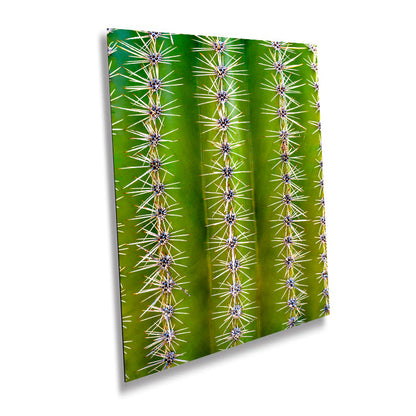 Saguaro Cactus Close-Up Sonoran Desert Photography Wall Art