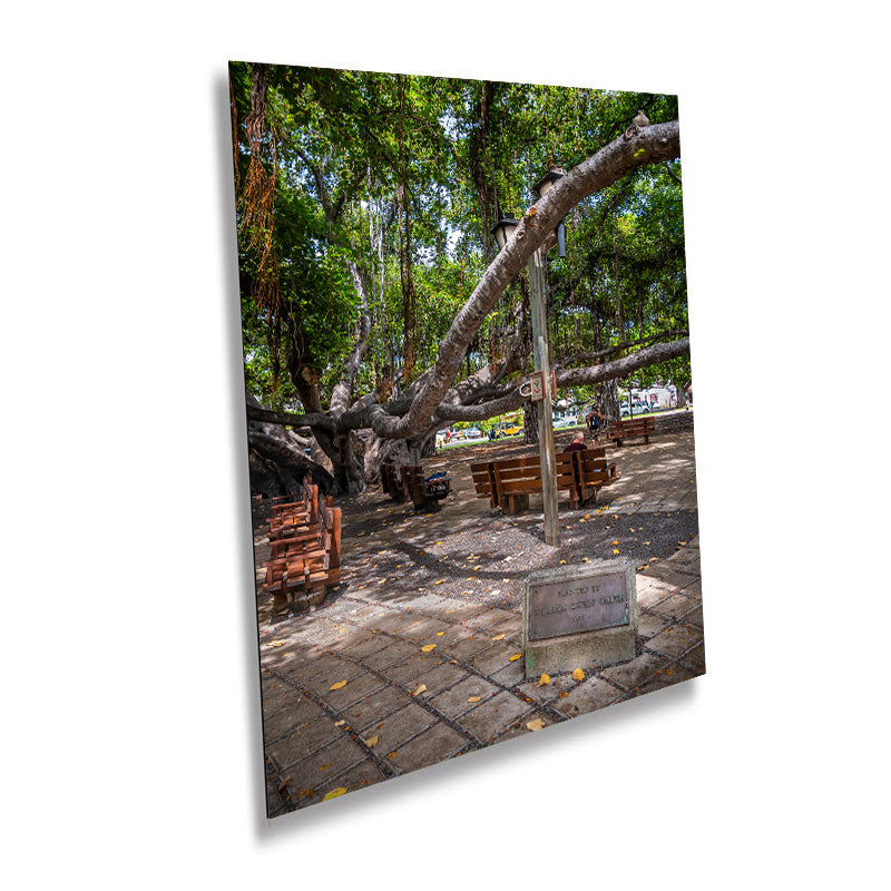 Nature's Canopy: Banyan Tree Print Wall Art Lahaina Hawaii Portrait Maui Photography