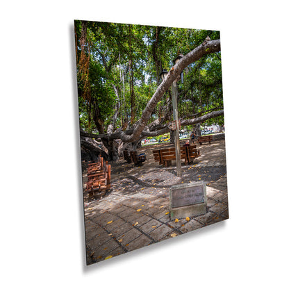 Banyan Tree Canvas Print – Lahaina Wall Art | Maui Nature Print Tropical Tree Decor