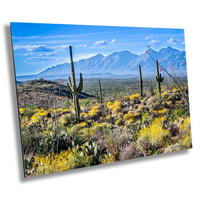 Nature's Contrast: Yellow Desert Cactus Saguaro National Park Wall Art Photography