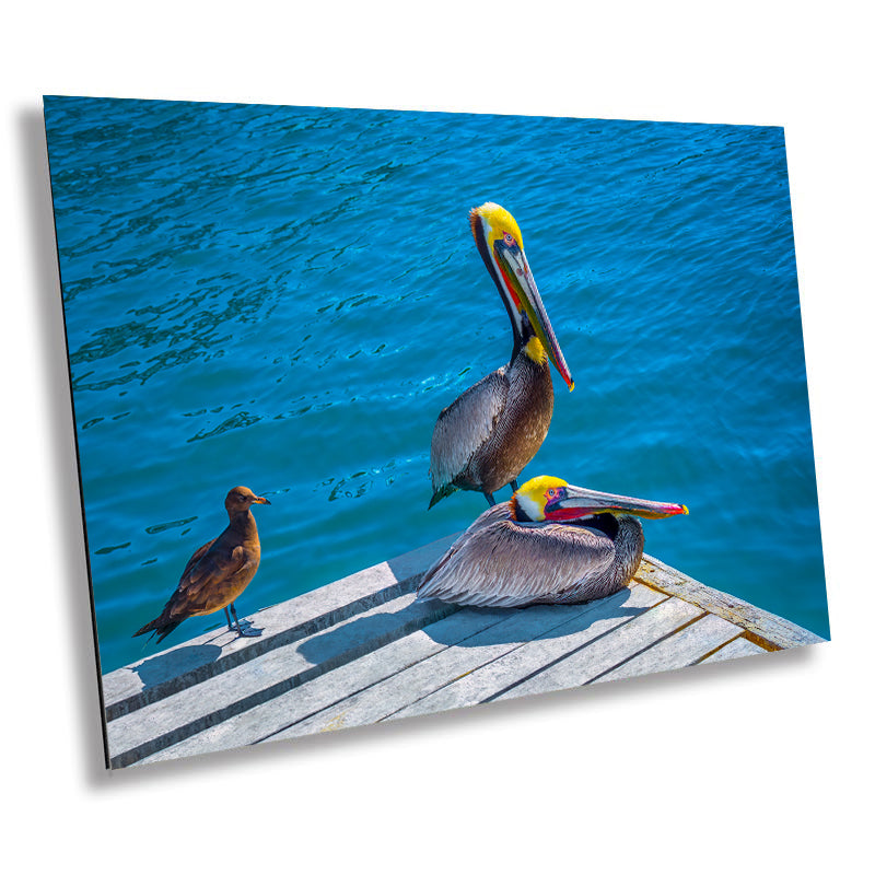 Ocean's Acrobats: Brown Pelican Wall Art Oceanside Photography Colorful Birds Canvas Print