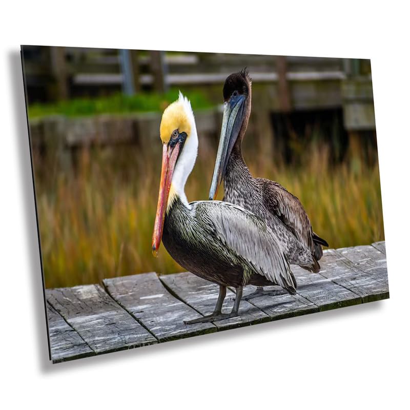 On The Wings of Love: Brown Pelican Male and Female Wall Art Metal Aluminum Print Water Bird Photography