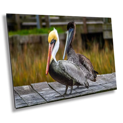 On The Wings of Love: Brown Pelican Male and Female Wall Art Metal Aluminum Print Water Bird Photography