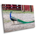 Peacock Perfection: Male Peacock Tail Feather Details Wall Art Metal Acrylic Print Bird Landscape Photography