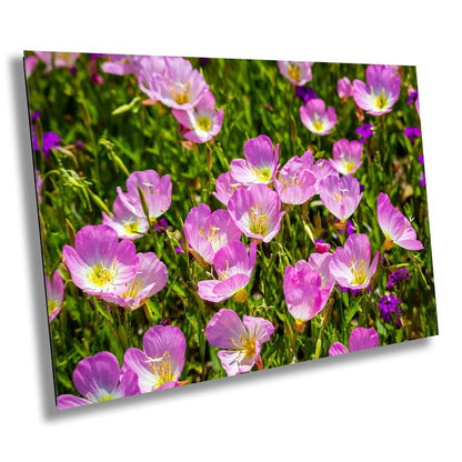 Petals of Sunshine: Field of Primrose February Birth Flower Photography Metal Canvas Art Print