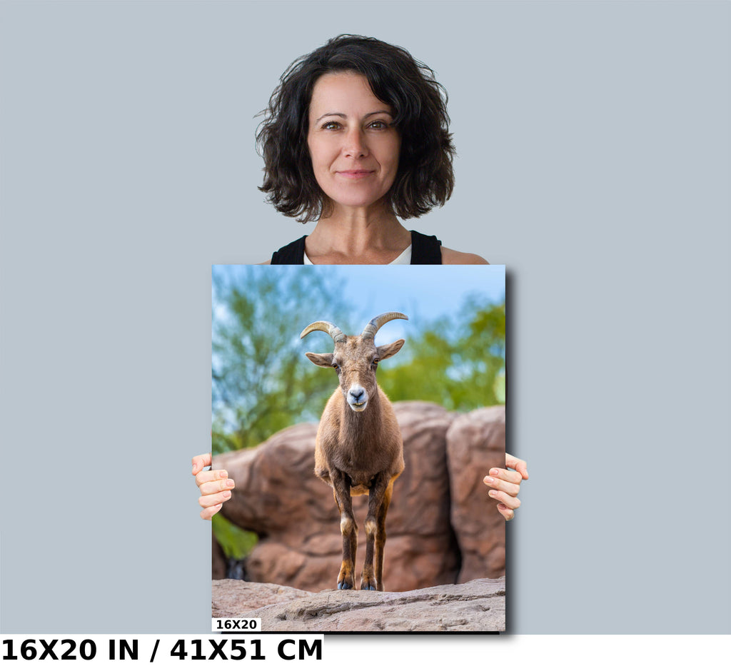 Resilient Horned Wanderer: Bighorn Sheep at the Sonoran Desert Photography Arizona Wildlife Aluminum Metal Print