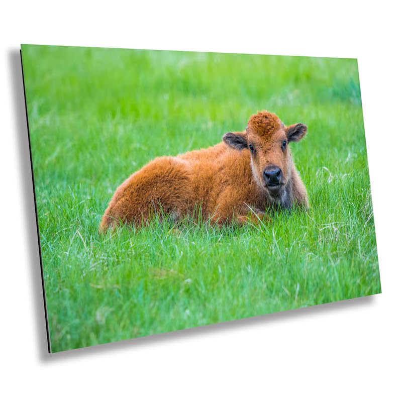 Mama and Baby Bison Photography Print: Western Wildlife Canvas Wall Art