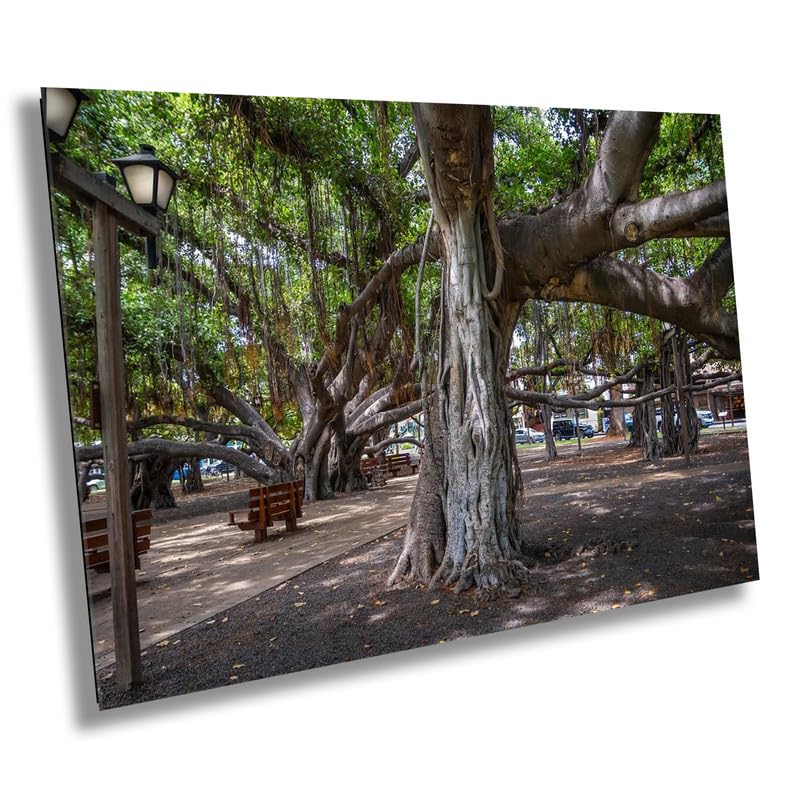 Lahaina Banyan Tree Print - Maui Wall Art | Hawaii Nature Decor Canvas