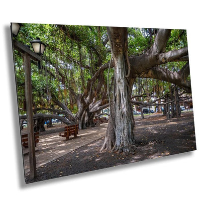 Lahaina Banyan Tree Print - Maui Wall Art | Hawaii Nature Decor Canvas